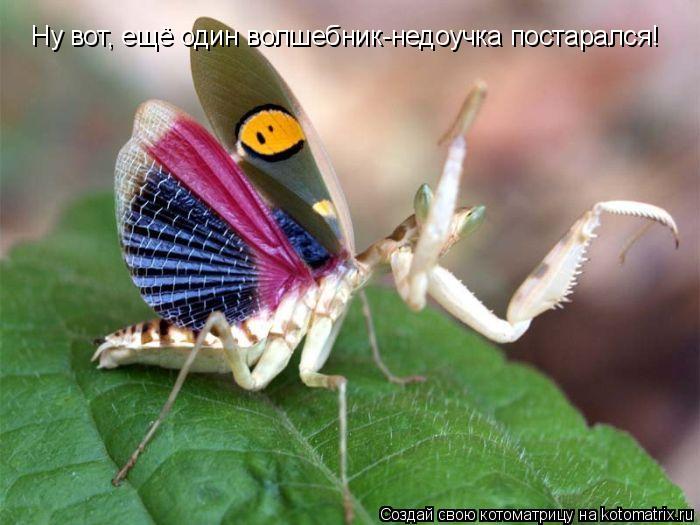 Котоматрица: Ну вот, ещё один волшебник-недоучка постарался!