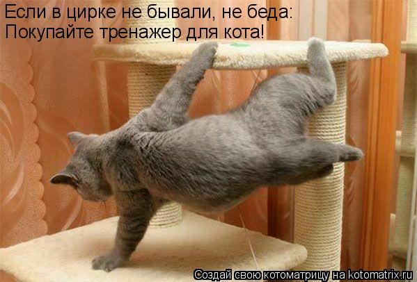 Котоматрица: Если в цирке не бывали, не беда: Покупайте тренажер для кота!