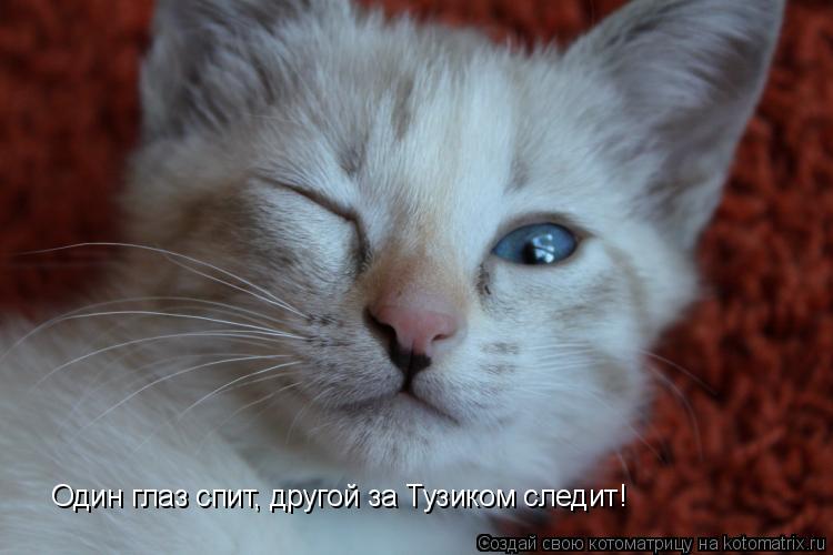 Один глаз спит, другой за Тузиком следит!... Котоматрица: Один глаз спит, другой за Тузиком следит!