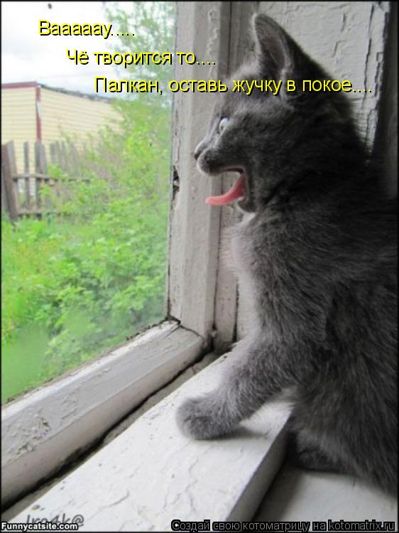 Котоматрица: Палкан, оставь жучку в покое.... Чё творится то.... Вааааау.....