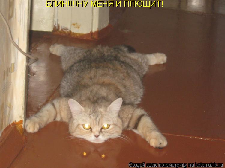 Котоматрица: БЛИН!!!!НУ МЕНЯ И ПЛЮЩИТ!