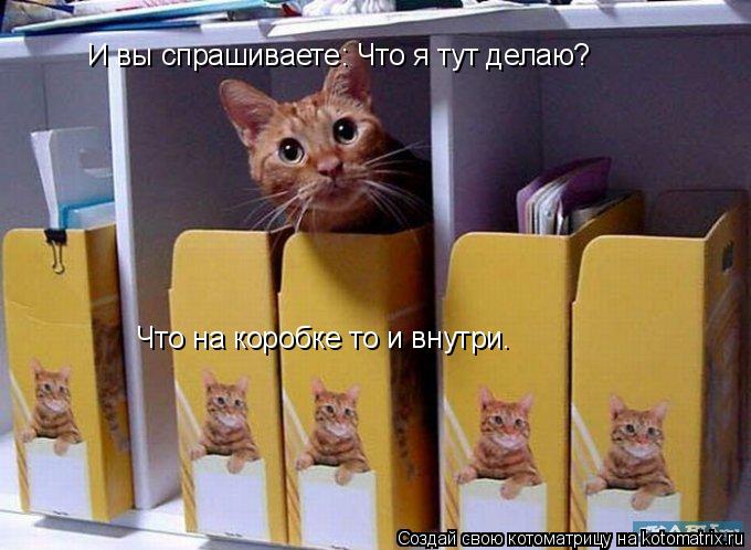 И вы спрашиваете: Что я тут делаю? Что на коробке то и внутри.... Котоматрица: И вы спрашиваете: Что я тут делаю? Что на коробке то и внутри.