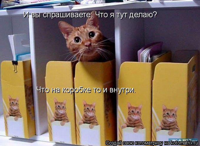 Котоматрица: И вы спрашиваете: Что я тут делаю? Что на коробке то и внутри.