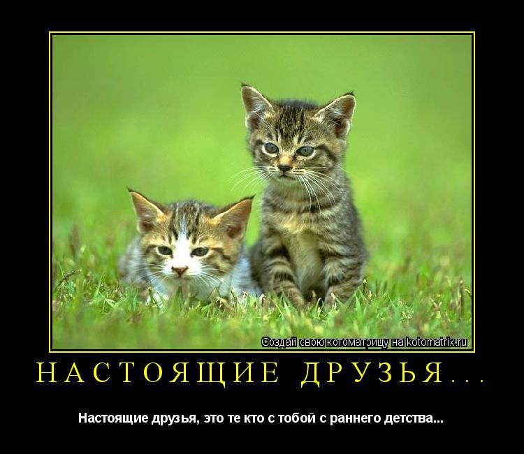 Котоматрица: Настоящие друзья... Настоящие друзья, это те кто с тобой с раннего детства...