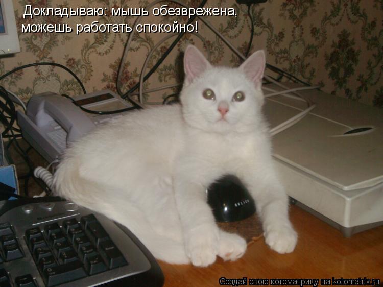 Докладываю: мышь обезврежена, можешь работать спокойно!... Котоматрица: Докладываю: мышь обезврежена, можешь работать спокойно!