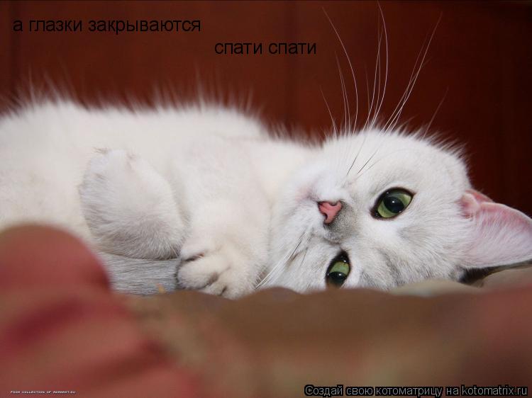 а глазки закрываются спати спати... Котоматрица: а глазки закрываются спати спати