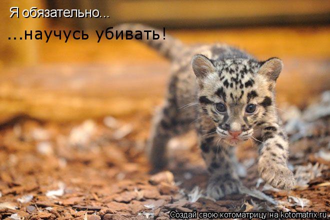 Котоматрица: Я обязательно... ...научусь убивать!