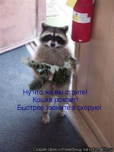 Котоматрица: Ну что же вы стоите!  Кошка рожает!  Быстрее звоните в скорую!
