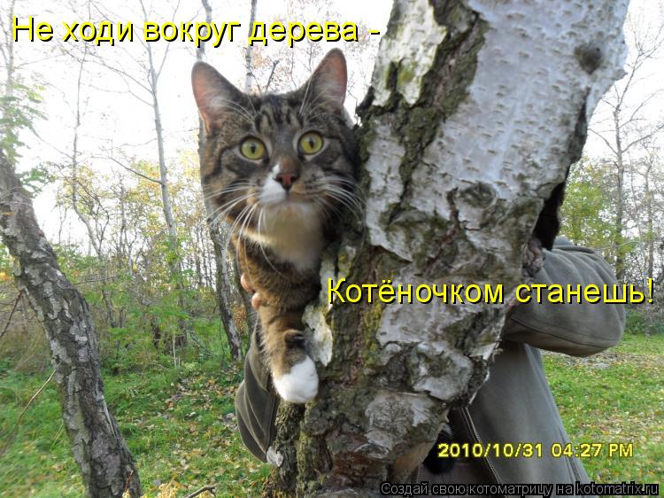 Котоматрица: Не ходи вокруг дерева - Котёночком станешь!