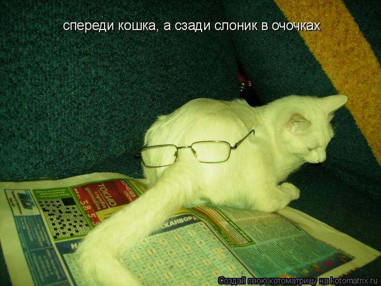 Котоматрица: спереди кошка, а сзади слоник в очочках