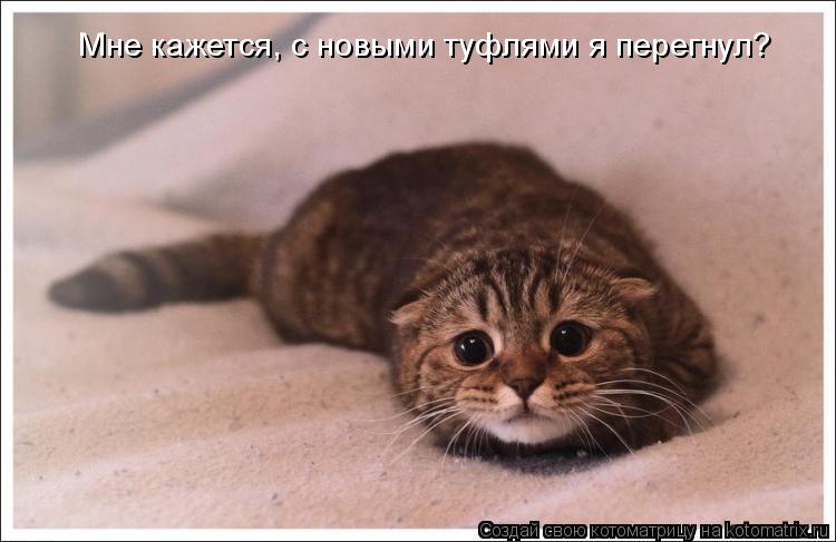 Мне кажется, с новыми туфлями я перегнул?... Котоматрица: Мне кажется, с новыми туфлями я перегнул?