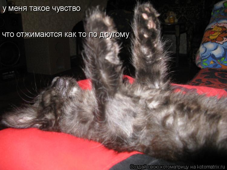 Котоматрица: у меня такое чувство что отжимаются как то по другому