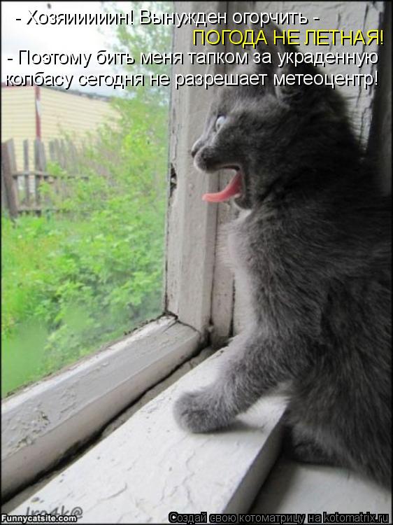 - Хозяииииин! Вынужден огорчить - ПОГОДА НЕ ЛЕТНАЯ! - Поэтому бить меня тапком за украденную колбас... Котоматрица: - Хозяииииин! Вынужден огорчить - ПОГОДА НЕ ЛЕТНАЯ! - Поэтому бить меня тапком за украденную колбасу сегодня не разрешает метеоцентр!