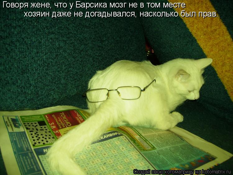 Котоматрица: хозяин даже не догадывался, насколько был прав. Говоря жене, что у Барсика мозг не в том месте