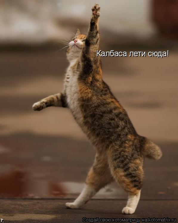 Котоматрица: Калбаса лети сюда!