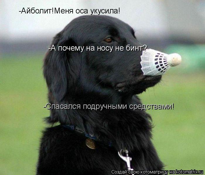 Котоматрица: -Айболит!Меня оса укусила! -А почему на носу не бинт? -Спасался подручными средствами!