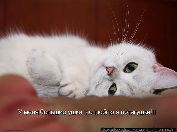 Котоматрица: У меня большие ушки, но люблю я потягушки!!!
