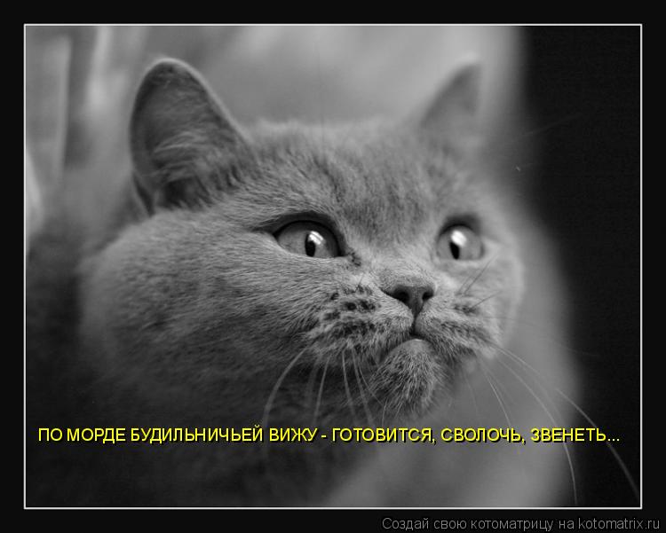 ПО МОРДЕ БУДИЛЬНИЧЬЕЙ ВИЖУ - ГОТОВИТСЯ, СВОЛОЧЬ, ЗВЕНЕТЬ...... Котоматрица: ПО МОРДЕ БУДИЛЬНИЧЬЕЙ ВИЖУ - ГОТОВИТСЯ, СВОЛОЧЬ, ЗВЕНЕТЬ...