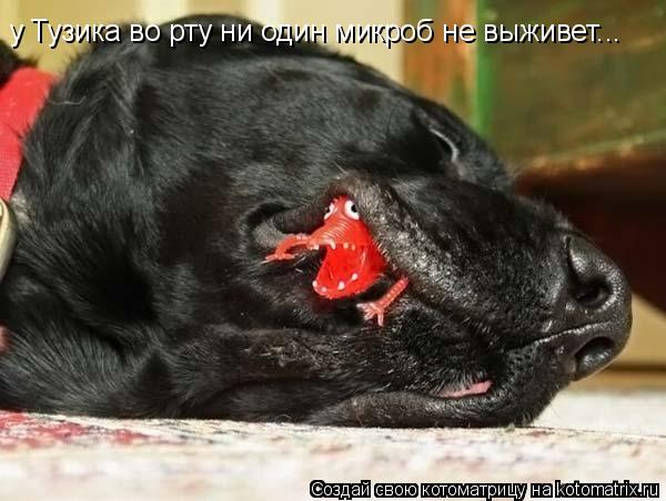 у Тузика во рту ни один микроб не выживет...... Котоматрица: у Тузика во рту ни один микроб не выживет...