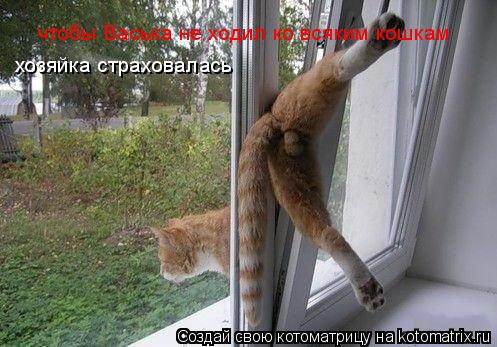 чтобы Васька не ходил ко всяким кошкам хозяйка страховалась... Котоматрица: чтобы Васька не ходил ко всяким кошкам хозяйка страховалась