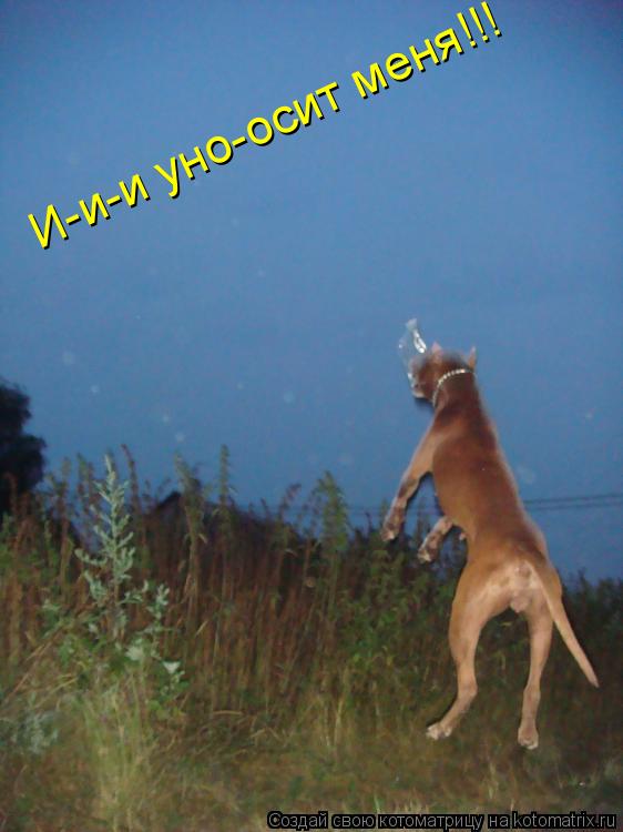 И-и-и уно-осит меня!!!... Котоматрица: И-и-и уно-осит меня!!!