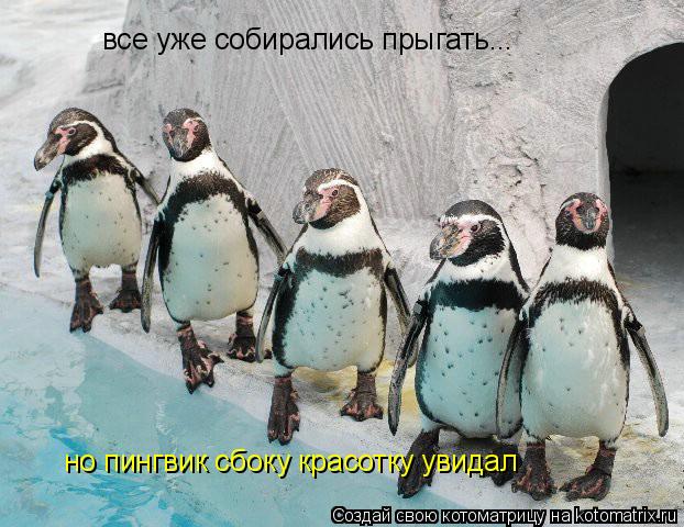 все уже собирались прыгать... но пингвик сбоку красотку увидал... Котоматрица: все уже собирались прыгать... но пингвик сбоку красотку увидал