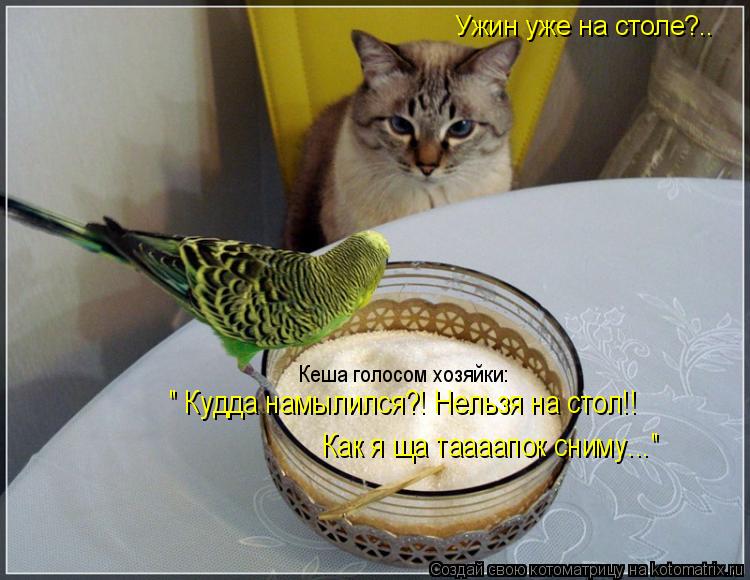 Ужин уже на столе?.. Кеша голосом хозяйки: " Кудда намылился?! Нельзя на стол!! Как я ща таааапок сни... Котоматрица: Ужин уже на столе?.. Кеша голосом хозяйки: " Кудда намылился?! Нельзя на стол!! Как я ща таааапок сниму..."