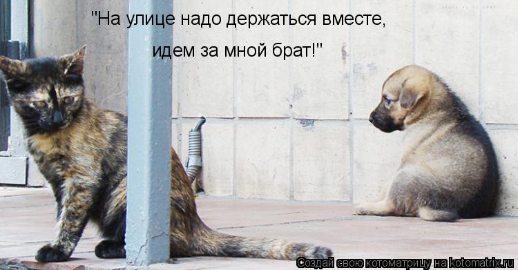 "На улице надо держаться вместе, идем за мной брат!"... Котоматрица: "На улице надо держаться вместе, идем за мной брат!"