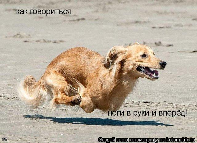 как говориться: ноги в руки и вперёд!... Котоматрица: как говориться: ноги в руки и вперёд!