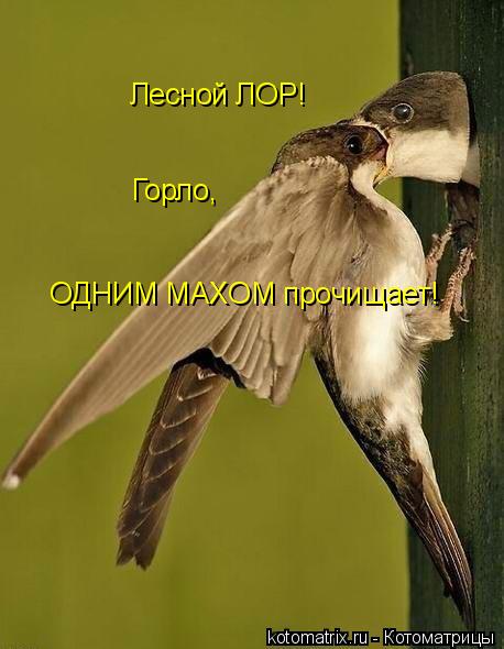 Лесной ЛОР! Горло, ОДНИМ МАХОМ прочищает!... Котоматрица: Лесной ЛОР! Горло, ОДНИМ МАХОМ прочищает!