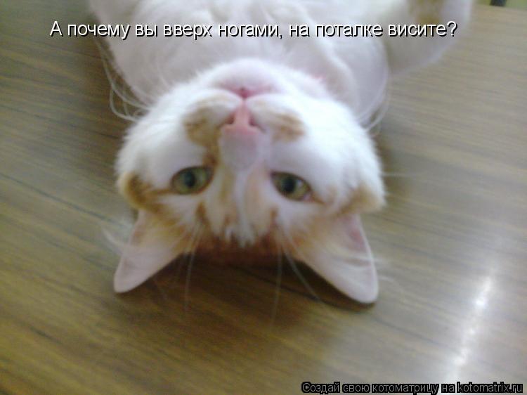 А почему вы вверх ногами, на поталке висите?... Котоматрица: А почему вы вверх ногами, на поталке висите?