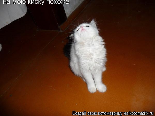 на мою киску похоже... Котоматрица: на мою киску похоже