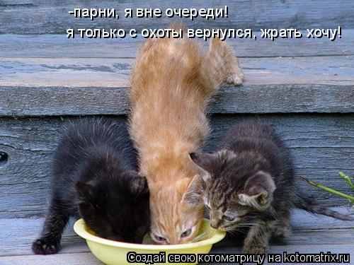 я только с охоты вернулся, жрать хочу! -парни, я вне очереди!... Котоматрица: я только с охоты вернулся, жрать хочу! -парни, я вне очереди!