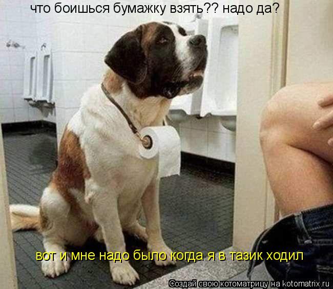 что боишься бумажку взять?? надо да? вот и мне надо было когда я в тазик ходил... Котоматрица: что боишься бумажку взять?? надо да? вот и мне надо было когда я в тазик ходил