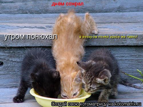 утром понюхал днём сожрал а вечером понял:какое же гавно!... Котоматрица: утром понюхал днём сожрал а вечером понял:какое же гавно!