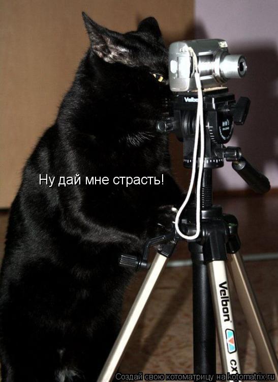 Ну дай мне страсть!... Котоматрица: Ну дай мне страсть!