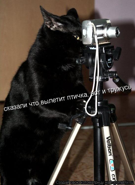 сказали что вылетит птичка, вот и тружусь... Котоматрица: сказали что вылетит птичка, вот и тружусь