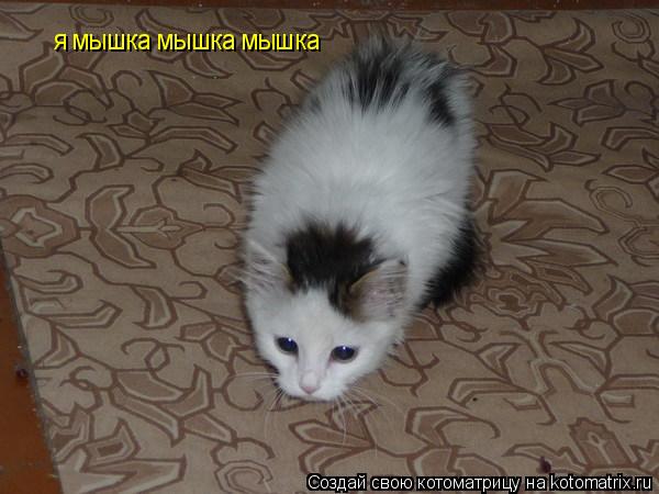 я мышка мышка мышка... Котоматрица: я мышка мышка мышка