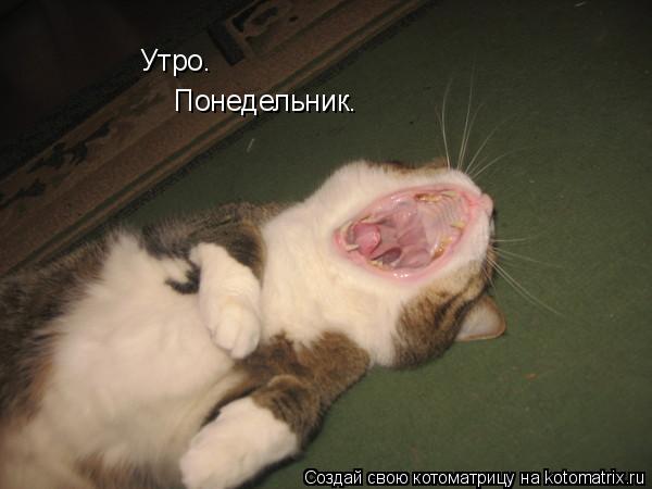 Утро. Понедельник.... Котоматрица: Утро. Понедельник.