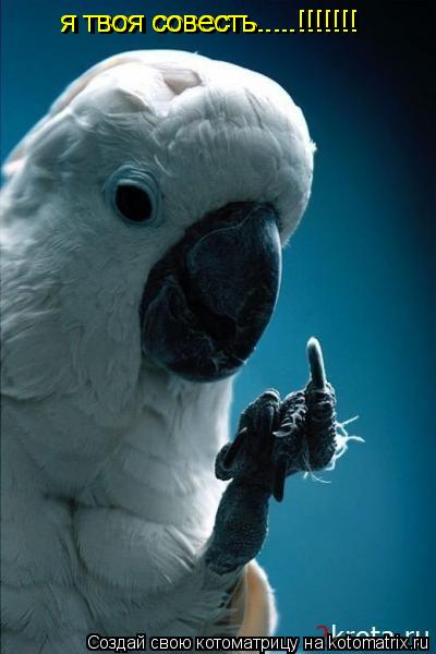 я твоя совесть.....!!!!!!! я твоя совесть.....!!!!!!!... Котоматрица: я твоя совесть.....!!!!!!! я твоя совесть.....!!!!!!!