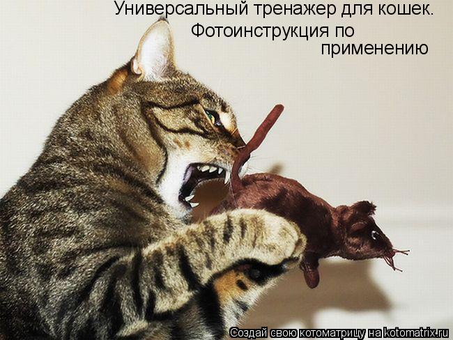 Универсальный тренажер для кошек. Фотоинструкция по применению... Котоматрица: Универсальный тренажер для кошек. Фотоинструкция по применению