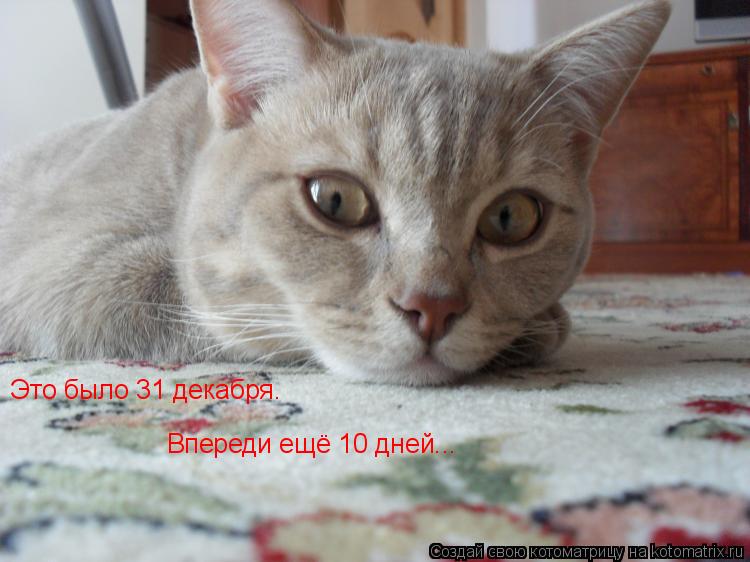 Это было 31 декабря. Впереди ещё 10 дней...... Котоматрица: Это было 31 декабря. Впереди ещё 10 дней...