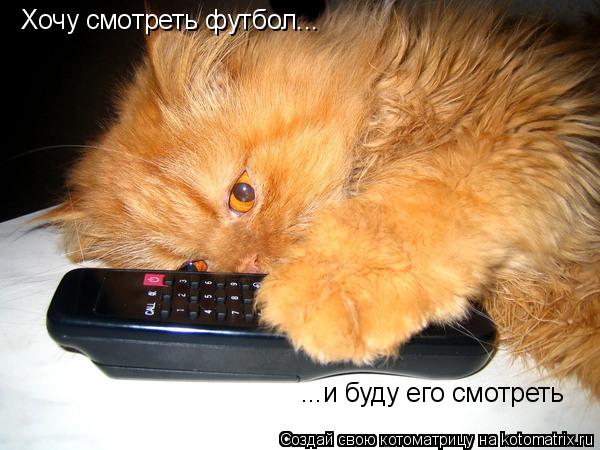 Хочу смотреть футбол... ...и буду его смотреть... Котоматрица: Хочу смотреть футбол... ...и буду его смотреть