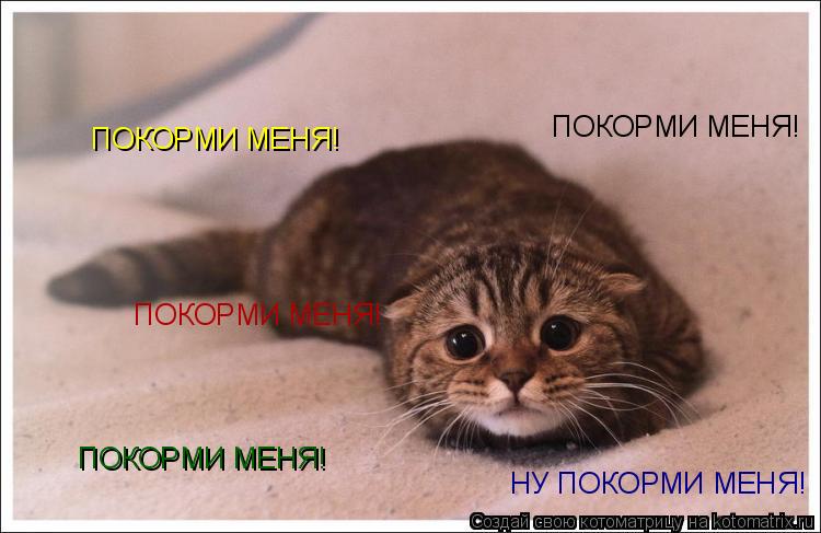 Котоматрица: ПОКОРМИ МЕНЯ! ПОКОРМИ МЕНЯ! ПОКОРМИ МЕНЯ! ПОКОРМИ МЕНЯ! НУ ПОКОРМИ МЕНЯ!