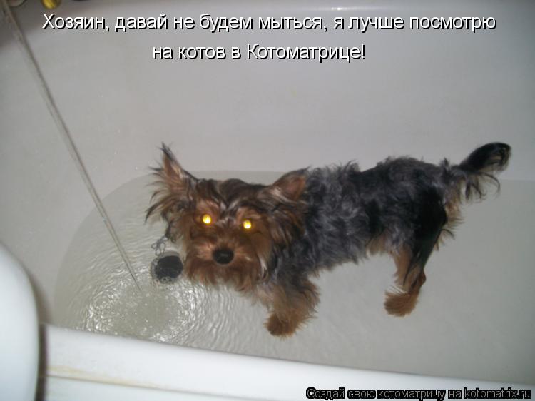 Хозяин, давай не будем мыться, я лучше посмотрю на котов в Котоматрице!... Котоматрица: Хозяин, давай не будем мыться, я лучше посмотрю на котов в Котоматрице!