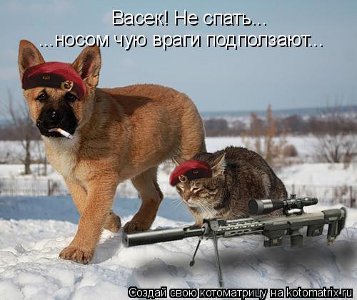 Васек! Не спать... ...носом чую враги подползают...... Котоматрица: Васек! Не спать... ...носом чую враги подползают...