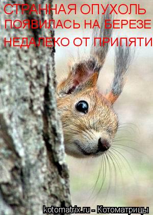 СТРАННАЯ ОПУХОЛЬ ПОЯВИЛАСЬ НА БЕРЕЗЕ НЕДАЛЕКО ОТ ПРИПЯТИ... Котоматрица: СТРАННАЯ ОПУХОЛЬ ПОЯВИЛАСЬ НА БЕРЕЗЕ НЕДАЛЕКО ОТ ПРИПЯТИ