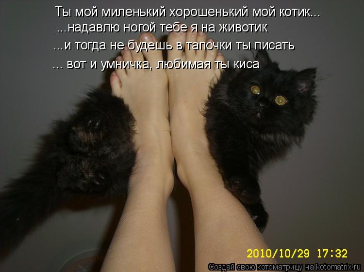 Ты мой миленький хорошенький мой котик... ...надавлю ногой тебе я на животик ...и тогда не будешь в т... Котоматрица: Ты мой миленький хорошенький мой котик... ...надавлю ногой тебе я на животик ...и тогда не будешь в тапочки ты писать ... вот и умничка, любимая т