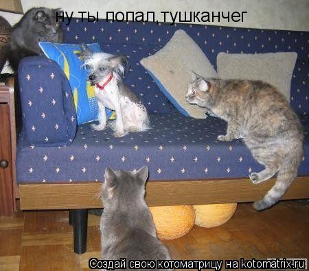 ну ты попал,тушканчег... Котоматрица: ну ты попал,тушканчег