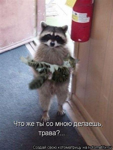 Что же ты со мною делаешь, трава?...... Котоматрица: Что же ты со мною делаешь, трава?...